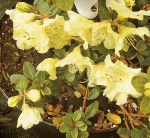 Pěnišník - Rhododendron sp.