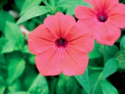 Petunia kultivary - (vzpřímené i poloplazivé odrůdy, řada odolnějších hybridů - Surfinia a Multiflora hybridy - například Million Bells)