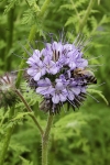 Pojedete-li v květnu kolem zářivě ­modrofialového pole, pravděpodobně ­zahlédnete i svazenku vratičolistou (­Phacelia tanacetifolia).