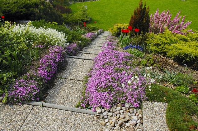 Phlox Subulata