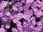 Phlox sp. - plamenka
