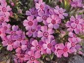 Plamenka šídolistá (Phlox subulata) se rozrůstá do značné šířky. Byla vyšlechtěna řada kultivarů různých barev