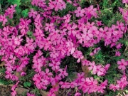 Plaménka (Phlox subulata)