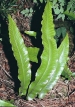 Phylitis scolopendriuum - jelení jazyk