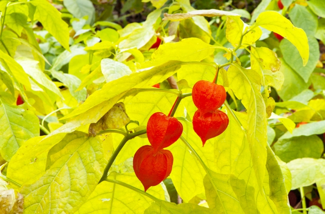 Mochyně židovská (Physalis alkekengi) je oblíbená rostlina do suchých vazeb.