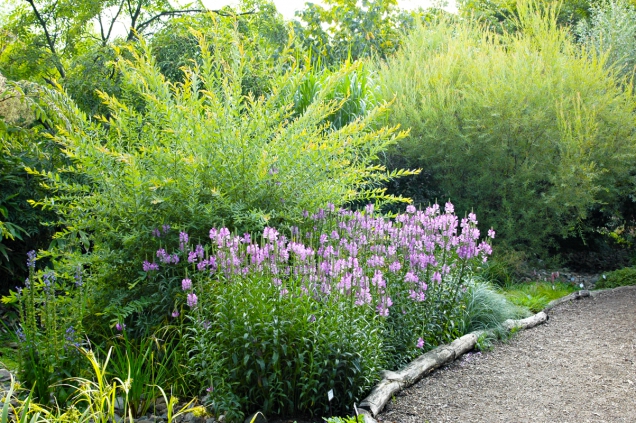 Řetězovka virginská (Physostegia virginiana)