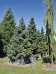 Picea omorika