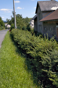 Živý plot ze stříhaných smrků má smysl jen v horských a podhorských vesnicích, kde je chladné a vlhké klima. V současnosti je však smrk napadán škůdci natolik, že se vyplatí vybrat odolnější dřevinu.