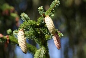Smrk a jeho kultivary (Picea abies)