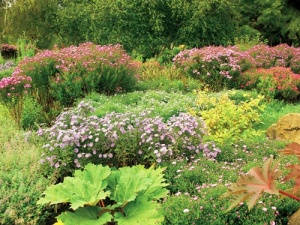 V popředí záhonu se směsí hvězdnic (Aster sp.) vynikne trvalka s mohutnými listy - rebarbora (Rheum) nebo rodgersie (Rodgersia sp.)