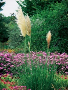 V trvalkovém záhonu vynikne kortadérie (Cortaderia selloana), nesnáší ale přílišnou zimní vlhkost