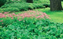Stinné zákoutí pod velkými stromy: bergénie (Bergenia cordifolia), rozchodník (Sedum spectabile) a škornice (Epimedium)