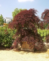 Kontejnerový japonský javor (Acer palmatum) poroste dobře i ve velké nádobě na terase nebo na střešní zahradě