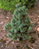 Borovice kleč (Pinus mugo Mops) 