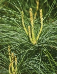 Pinus strobus