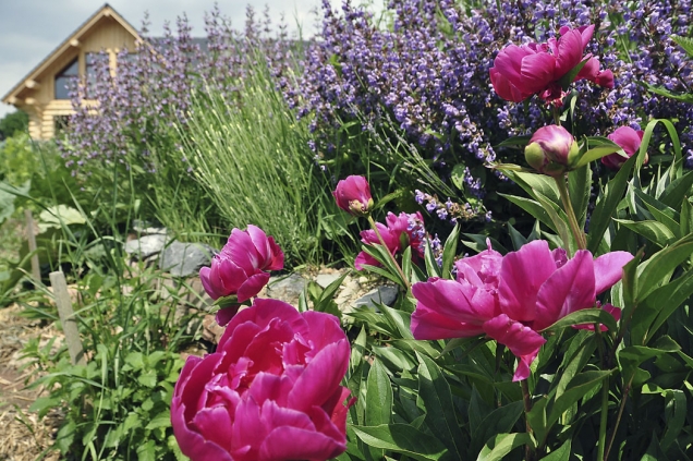 Kromě prastaré léčivky šalvěje lékařské (Salvia officinalis) s takřka zázračnými účinky existuje i řada dalších šalvějí, které tvary a barvami dodají zajímavosti každé letní zahradě. Jejich květy hýří barvami a lákají motýly a včelky.