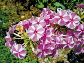 Plaménka (Phlox) je rostlina, která se dožívá požehnaného věku (40 a více let), je nezničitelná a cenná tím, že kvete až v létě, a to bez jakékoliv péče. Kvete VII-IX, výška 80 cm