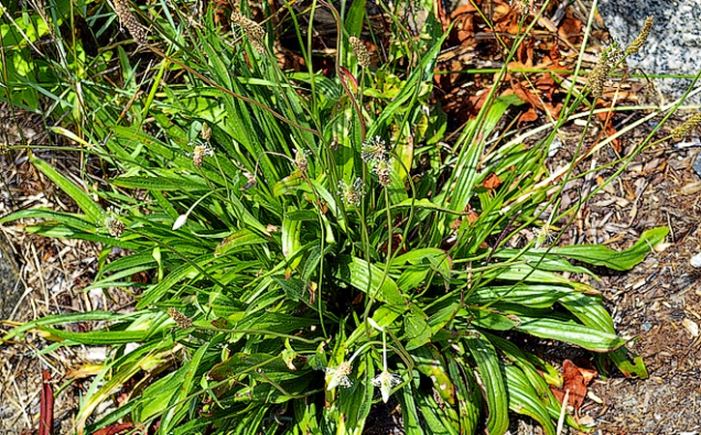Jitrocel kopinatý (Plantago lanceolata) je vytrvalá domácí bylina. Sběr listu probíhá od června do srpna před vyrašením květů. Suší se na slunci nebo v sušičce při 40 °C. Nálev pomáhá při zahleněných dýchacích cestách, kataru průdušek a kašli.