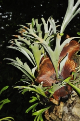 Africký druh Platycerium alcicorne je do bytů přijatelně velký (50–70 cm) a poměrně přizpůsobivý.