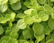 Převislou molici Plectranthus ´Cerveza and Lime´ je třeba lehce upravovat nůžkami, aby měla pěkný tvar
