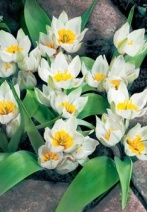 Skalkové Tulipa polychroma
