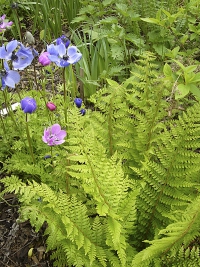 Kapradina Polystichum setiferum v jarní kombinaci se sasankami.