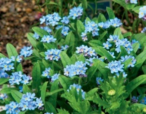 Pomněnka (Myosotis)