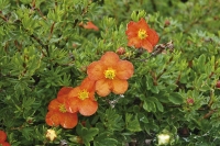 Mochna křovitá ´Red Ace´(Potentila fruticosa) patří k nejodolnějším keřům