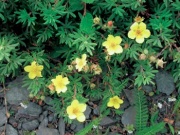 Potentilla fruticosa (česky mochna)
