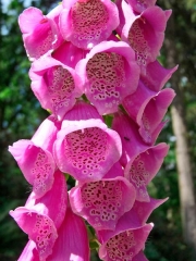 Náprstník (Digitalis purpurea) je mohutnou a nápadně krásnou květinou. Není trvalkou v pravém slova smyslu, protože rostlina žije zpravidla jen 2 až 3 roky. Pokud ale roste na vhodném stanovišti, rozšiřuje se samovýsevem, takže každoročně vyrůstají v blízkém okolí nové rostliny. Nejspokojenější bude v mírném polostínu (např. pod korunami vyšších keřů či stromů) ve vlhké, kypré a kyselé půdě s vyšším obsahem humusu.