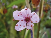 Prunus cerasifera Nigra