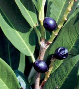 Bobkovišeň (Prunus) obsahuje nejvíc jedovatých látek v červenci a srpnu