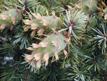 Douglaska menziesova (Pseudotsuga menziesii)
