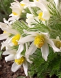 Pulsatilla vulgaris - koniklec obecný