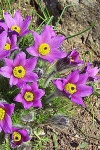 Koniklec (Pulsatilla obecný)