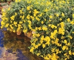 Pupalka (Oenothera) je atraktivní v letním období bohatým kvetením, na podzim červenajícími listy