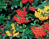 Hlohyně (Pyracantha) se pěstuje pro krásné, ale nejedlé malvičky. Po požití vyvolávají nevolnost