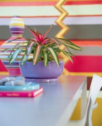 Neoregelia - patří k půvabným broméliím