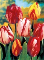 Rembrandt tulipány Rembrandt type