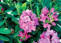 Pěnišník (Rhododendron Blue Peter) je stálezelená dřevina, která je velmi vhodná i jako podrost pod větší dřeviny, protože zvládá i trvalý stín. Vyžaduje velmi lehký a kyselý substrát (čistá rašelina) a stále přiměřeně vlhkou půdu. Velikost 1,5 m, kvete v květnu a v červnu