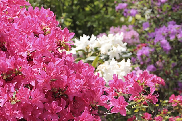 Rhododendron cf. ‘Girard‘s Rose