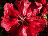 Klasickou ozdobou polostinných a stinných míst je pěnišník (Rhododendron). Ze stovek druhů a odrůd si vyberou milovníci decentní elegance i ti, kdo milují pestré barvy. Máte-li ale rádi žlutou, musíte přidat azalky (rovněž z rodu Rhododendron) - pěnišníky tuto barvu ve své paletě nemají