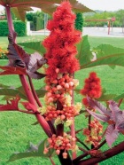 Atraktivní, ale nebezpečný skočec (Ricinus communis)
