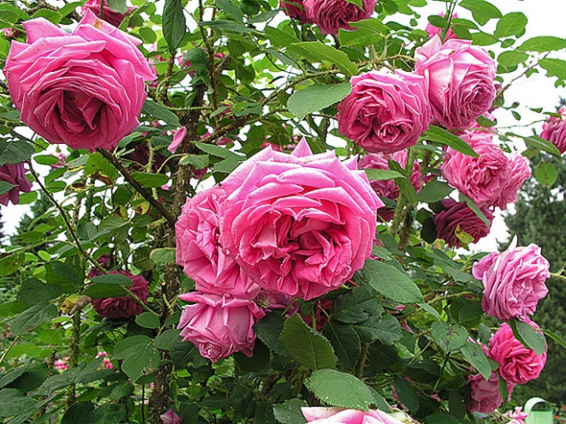 8. Růže stolistá (Rosa centifolia), keř, květ V.–VIII. Zklidňuje suchou podrážděnou pleť. Hrst plátků přelijte ¼ l horké vody a 10 minut vyluhujte. Ve výluhu namočte plátěný ubrousek a přiložte na obličej. Můžete je také louhovat ve 100 ml ovocného octa 2 týdny na tmavém místě a po přefiltrování použít pro osvěžující, prokrvující a protizánětlivé koupele.