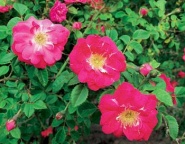 Růže (Rosa sp.)