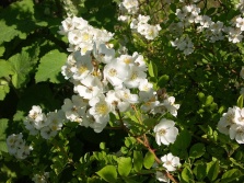 Spousty drobných bílých květů mají botanické růže Rosa arvensis nebo R. multiflora. Obě se dají pěstovat jako solitéry, případně pro krytí velkých svahů
