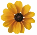 Jednoleté třapatky (Rudbeckia hirta) patří ke skromnějším letničkám