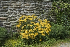 Vytrvalá třapatka (Rudbeckia fulgida) kvete od června do října