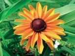 třapatka (Rudbeckia sp.)