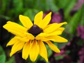 Třapatka (Rudbeckia) je trvalka, bez které si jen těžko představíme letní trvalkový záhon. Výborně se doplňuje s plaménkou. Kvete VII-IX, výška 70 cm